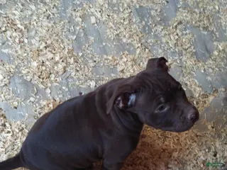 American Bully dogs American Bully Puppy 2 - Ad 11