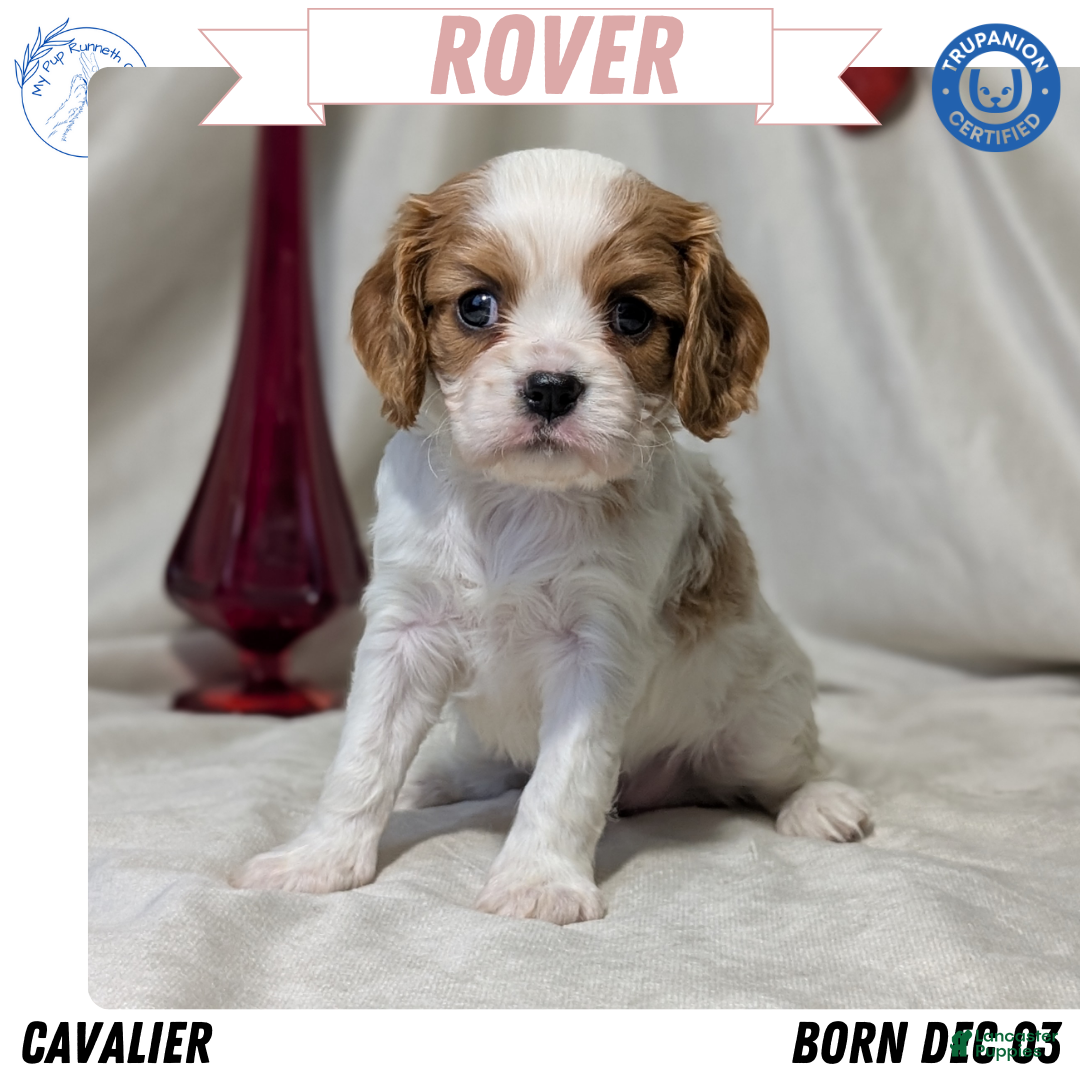 Cavalier King Charles Spaniel dogs Rover - Ad 4