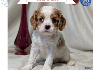 Cavalier King Charles Spaniel dogs Rover - Ad 4