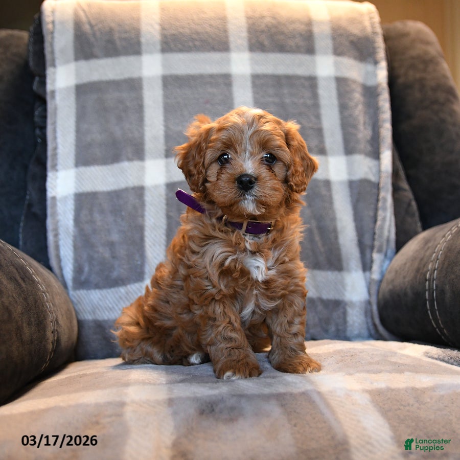 Cavapoo dogs Penny - Ad 2