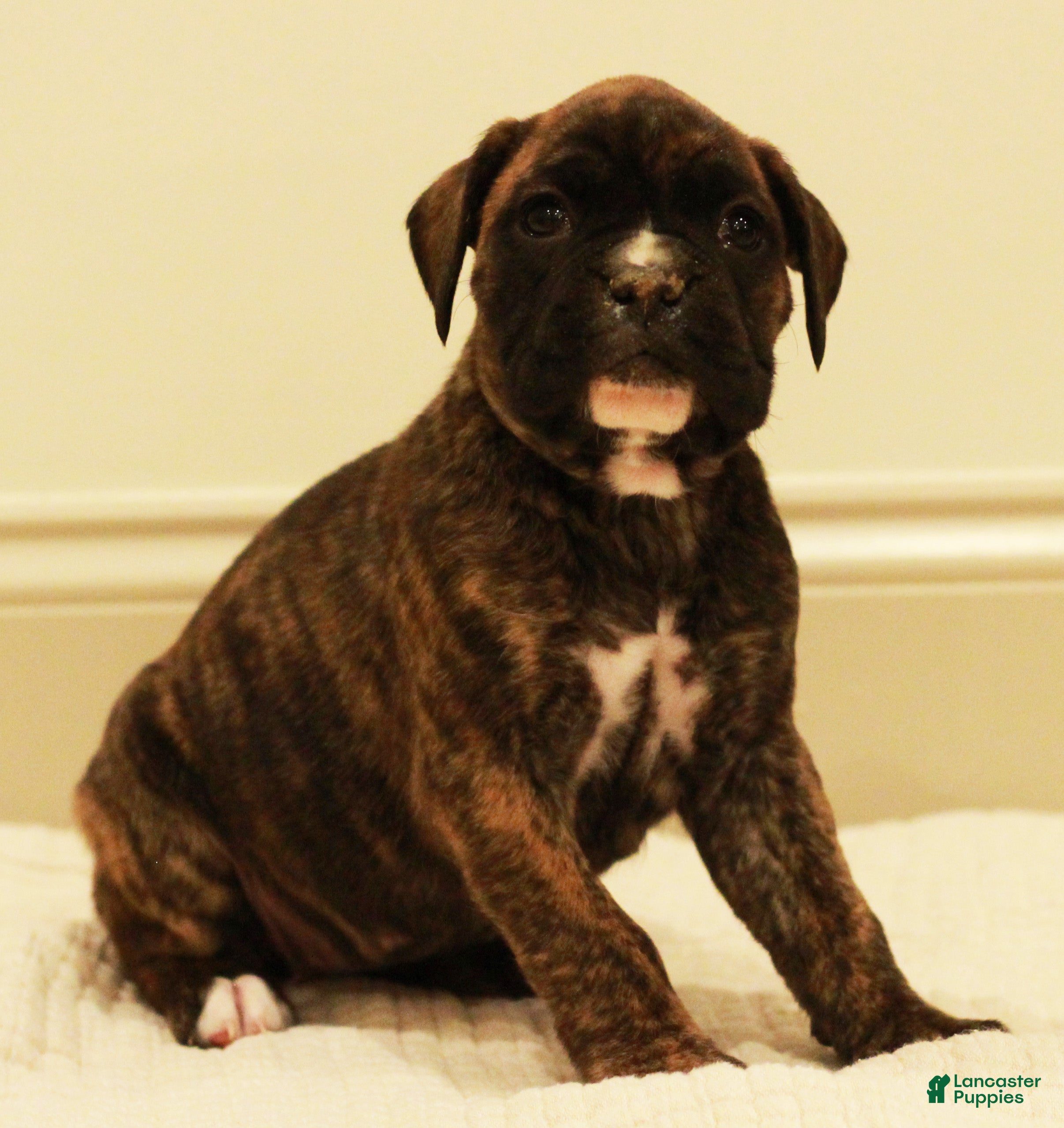 Boxer dogs Rosie - Ad 34