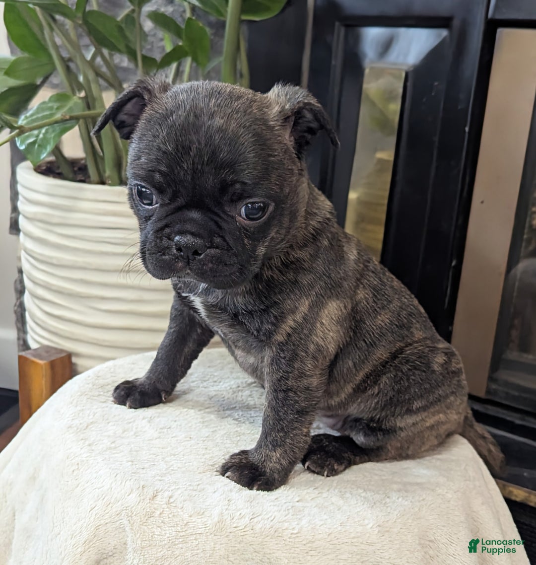 Mixed Breed dogs for sale: Tilly - Ad 1