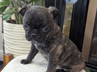 Mixed Breed dogs Tilly - Ad 38