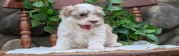 Havanese dogs for sale: Niko - Ad 10