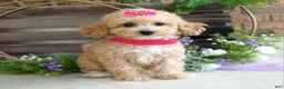 Maltipoo dogs for sale: Everly - Ad 6