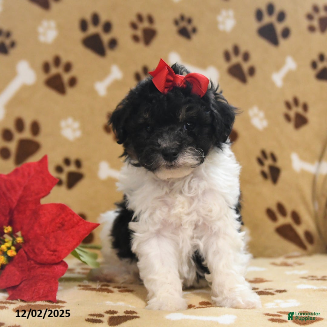 Toy Poodle dogs for sale: Oreo - Ad 5