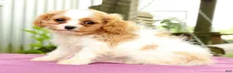 Cavapoo dogs for sale: Roxie - Ad 5