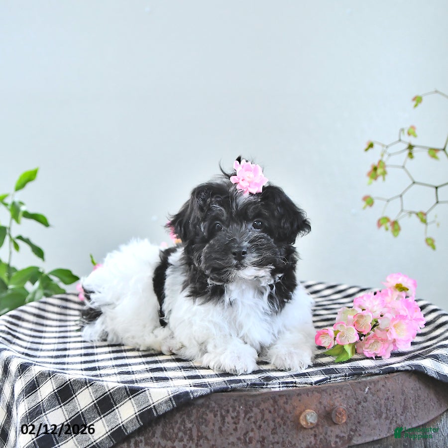 Havapoo dogs Elsa - Ad 2