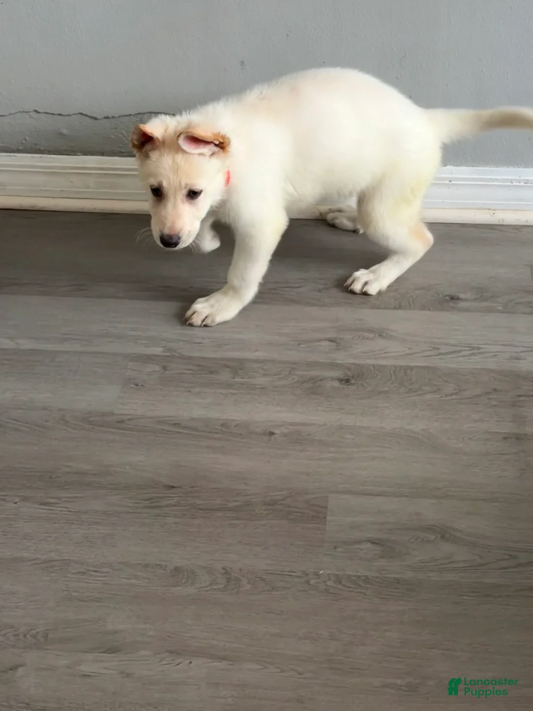German Shepherd dogs for sale: Yellow - Ad 2