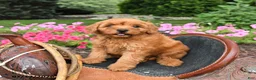Miniature Labradoodle dogs for sale: Mocha - Ad 5