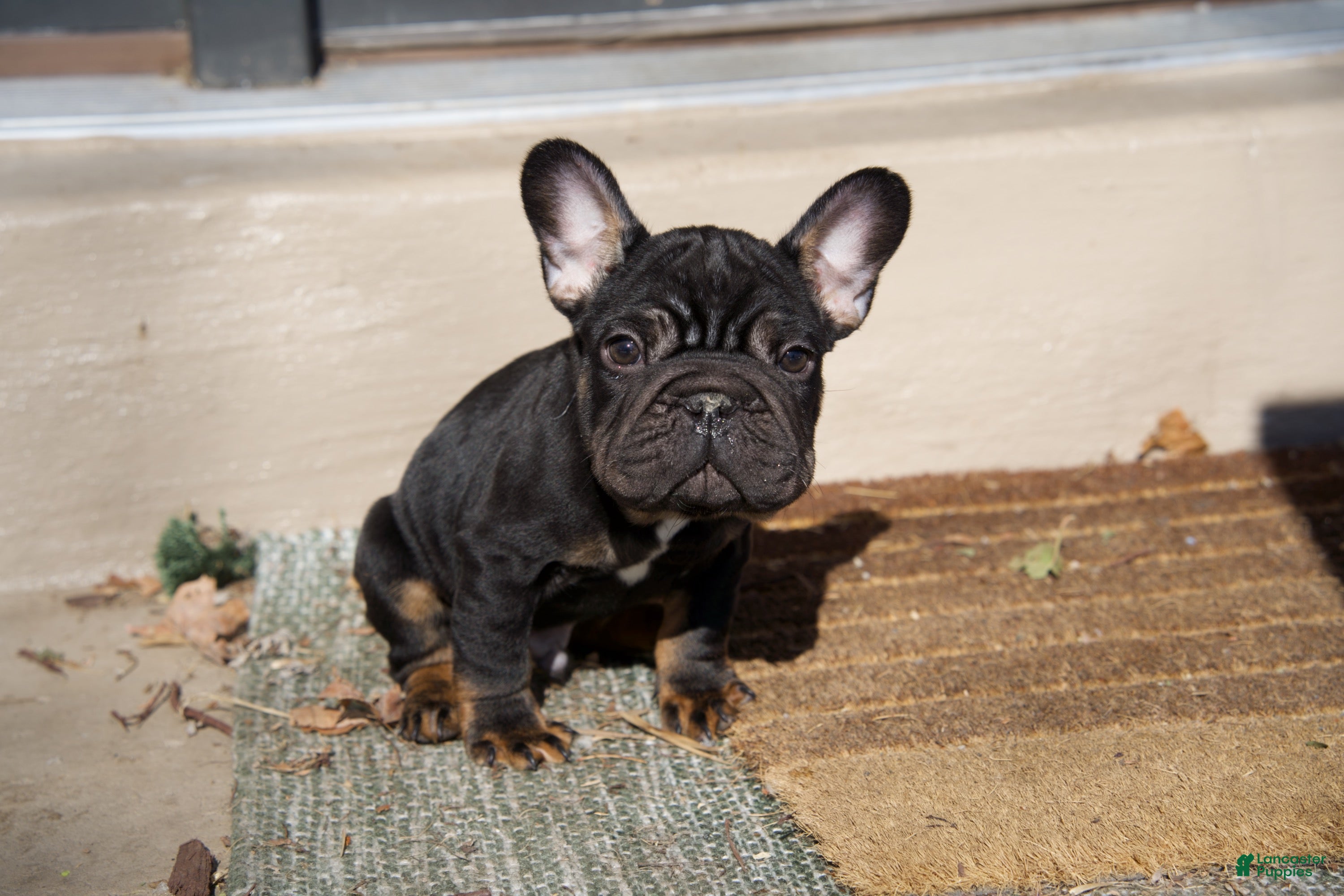 French Bulldog dogs Potatoe - Ad 1