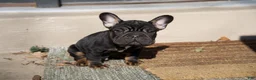 French Bulldog dogs for sale: Potatoe - Ad 1