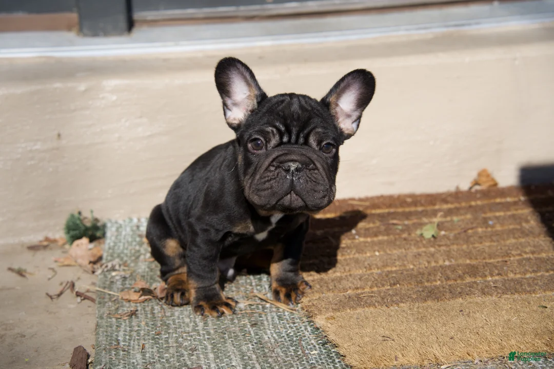 French Bulldog dogs for sale: Potatoe - Ad 1