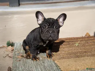 French Bulldog dogs for sale: Potatoe - Ad 1