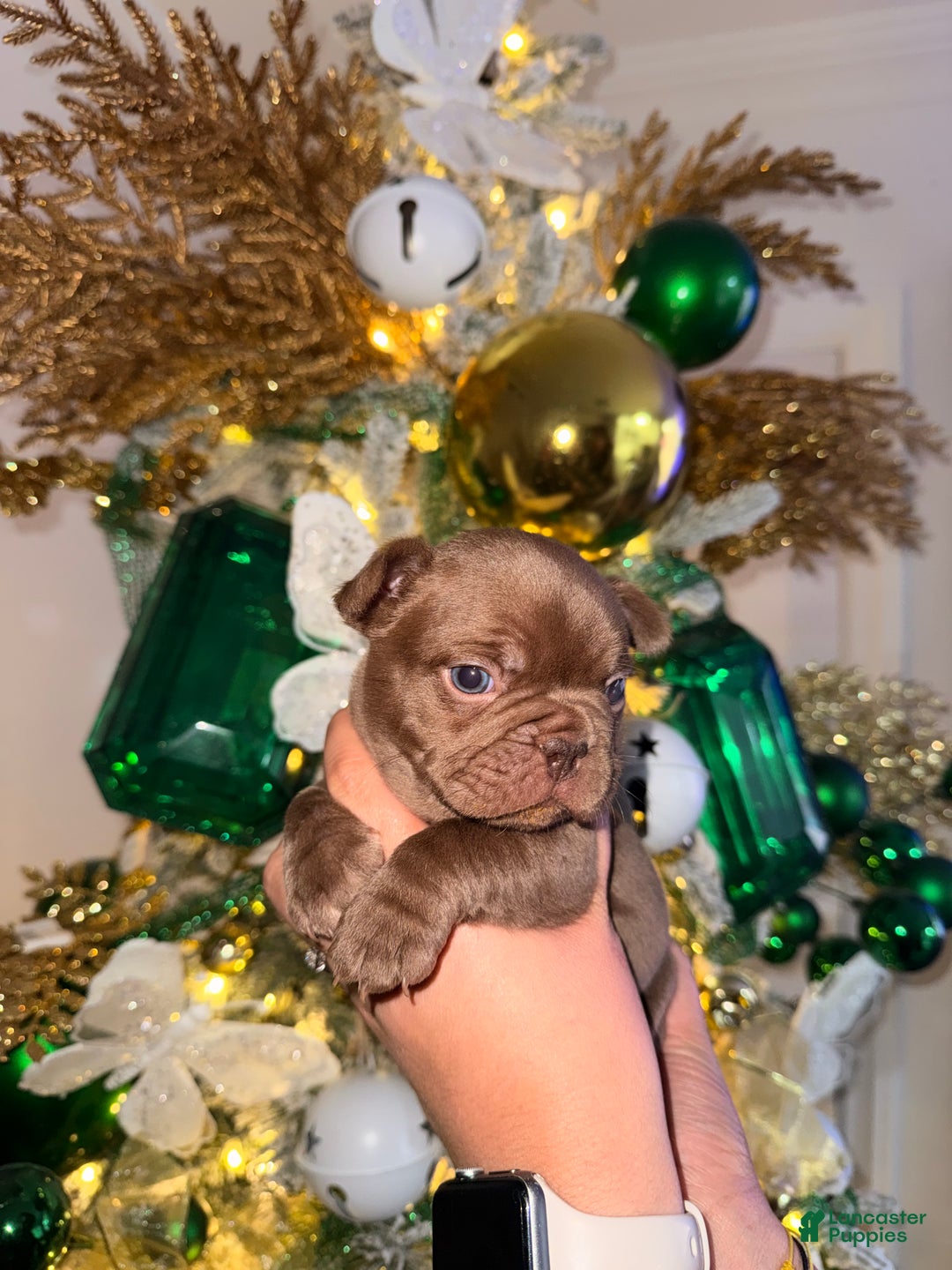 French Bulldog dogs for sale: French Bulldog Puppy 1 - Ad 2