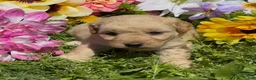 Mini Goldendoodle dogs for sale: Clover  - Ad 3