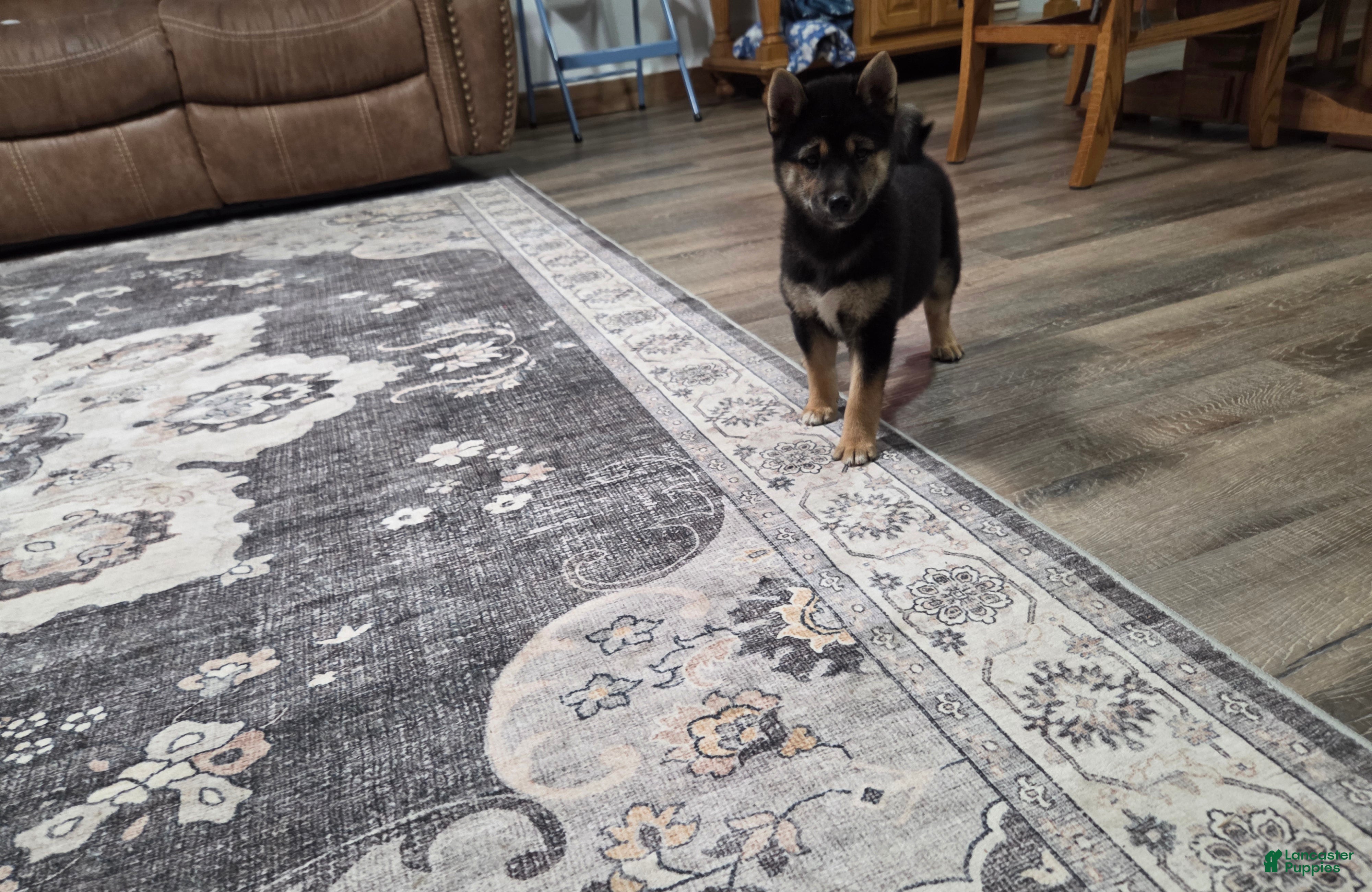 Shiba Inu dogs Bella - Ad 2