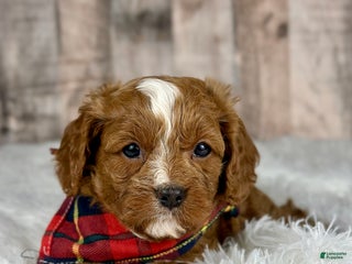 Cavapoo dogs Boy Miles - 4934 - Ad 7