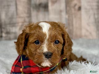 Cavapoo dogs Boy Grizzly - 4934 - Ad 42