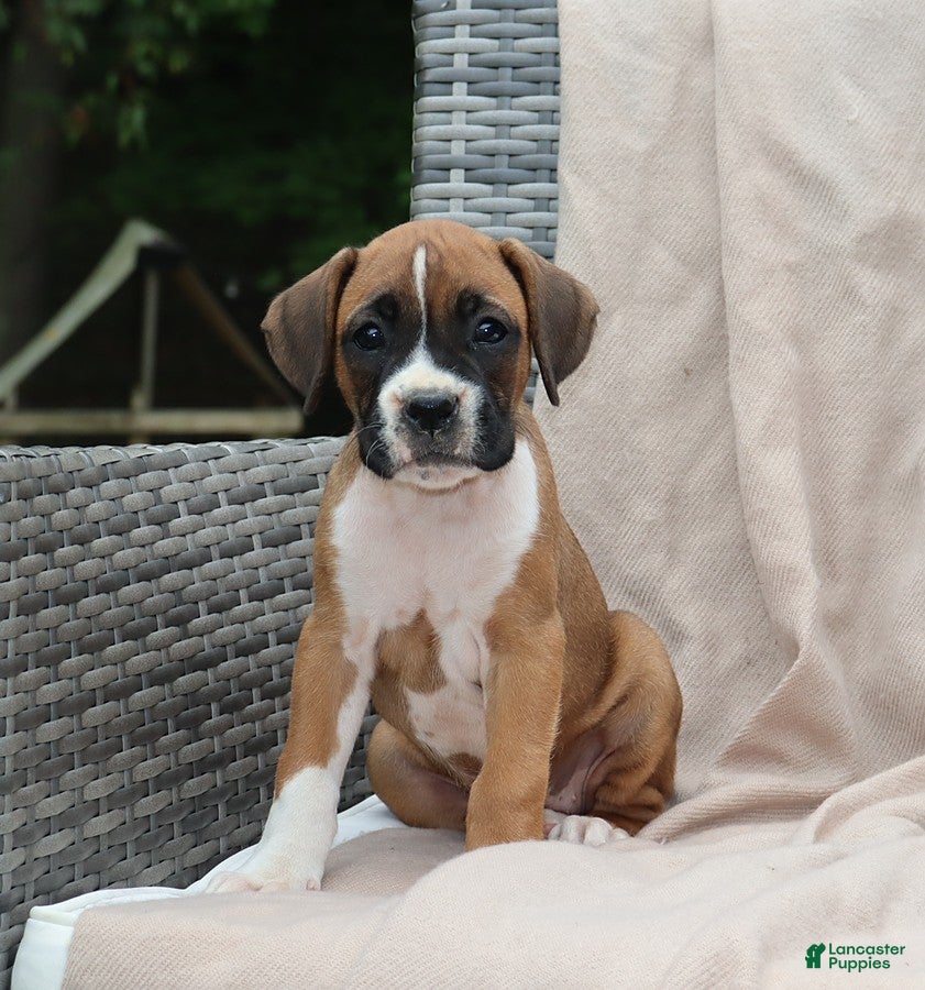Boxer dogs Queenie - Ad 1