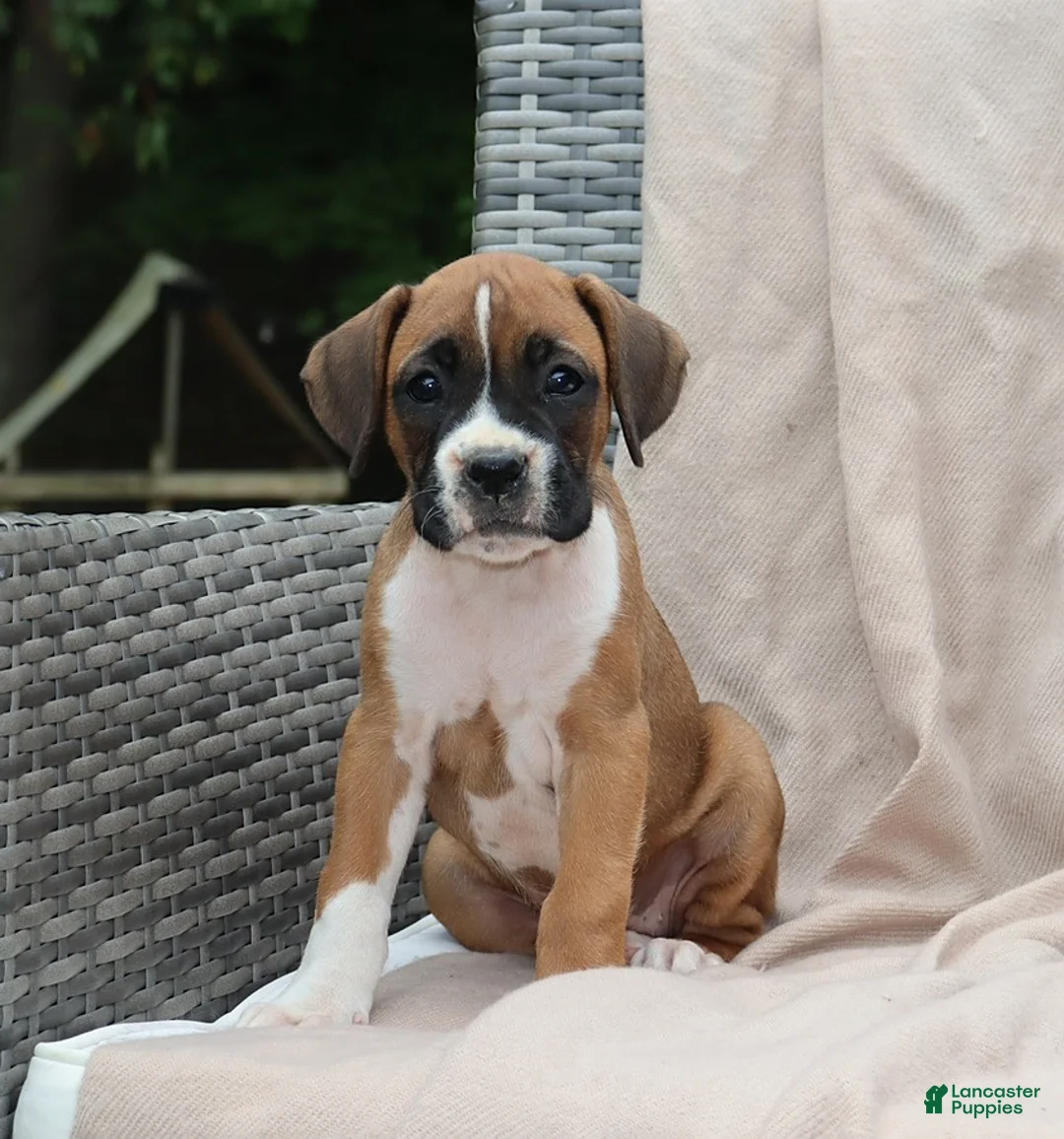 Boxer dogs for sale: Queenie - Ad 1