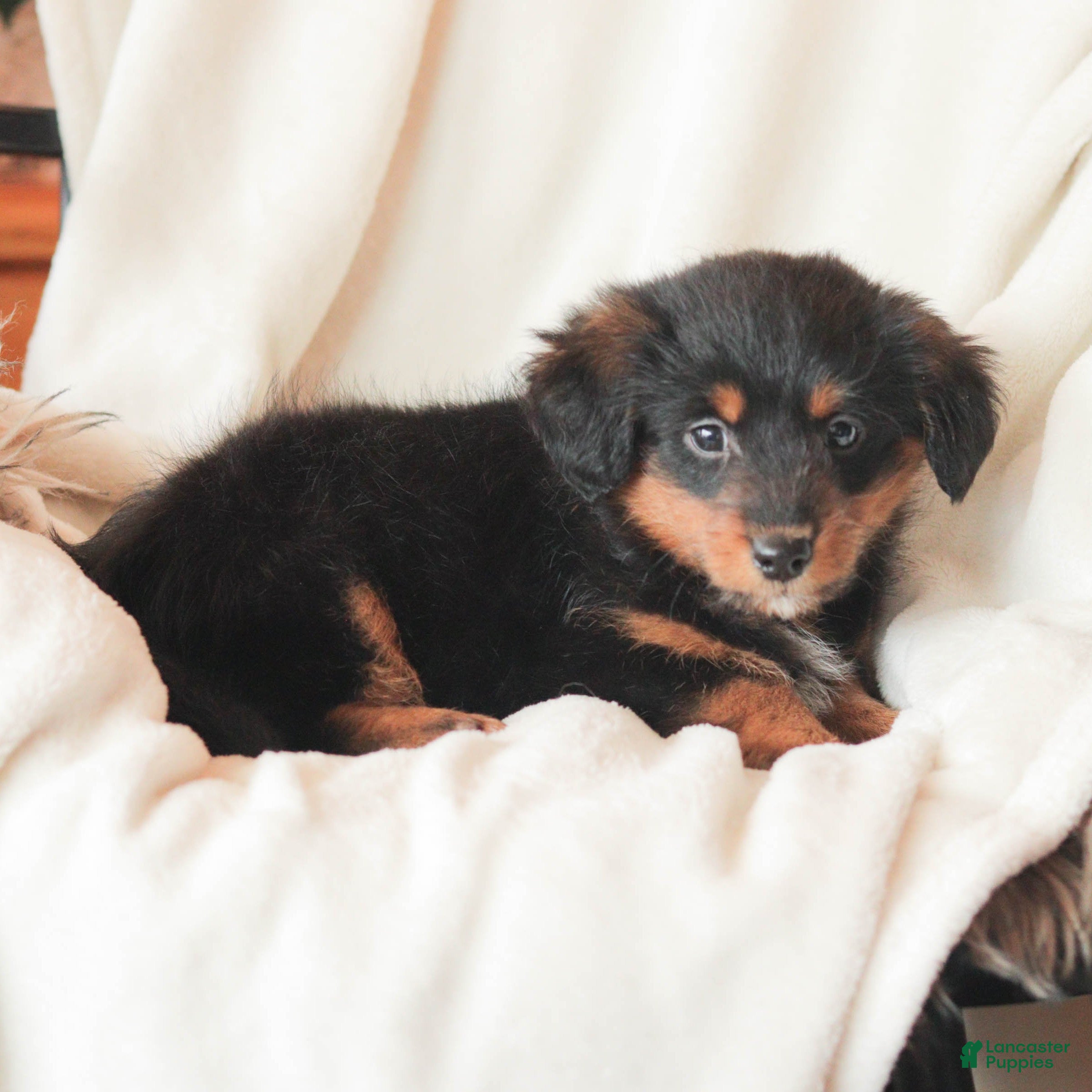 Mixed Breed dogs Nerfie - Ad 2