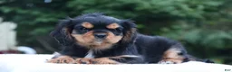 Cavalier King Charles Spaniel dogs for sale: Trixy - Ad 5