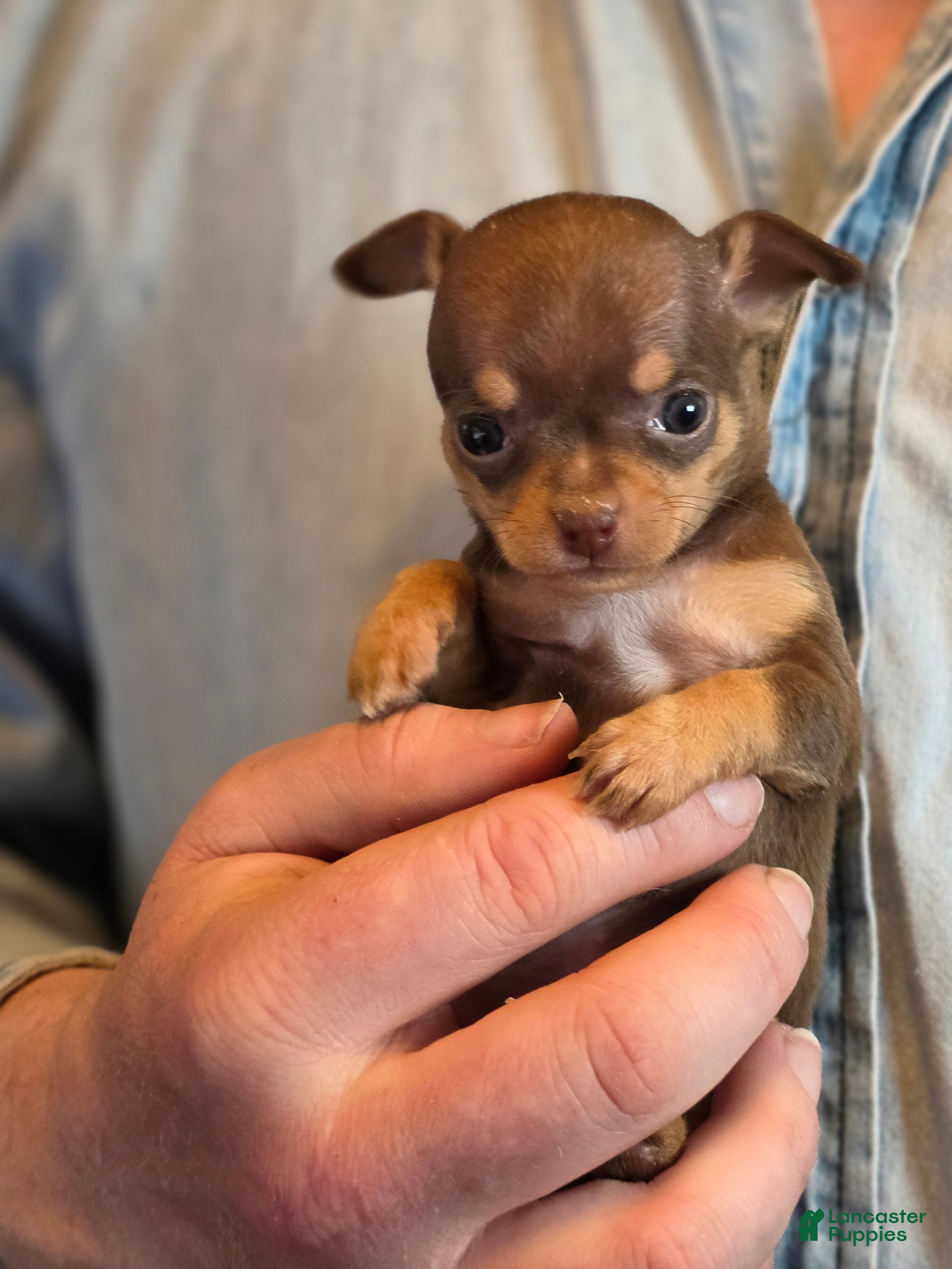 Chihuahua dogs Milk Choco Nugget  - Ad 4