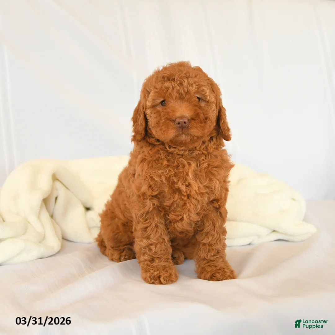 Miniature Poodle dogs for sale: Faith - Ad 2