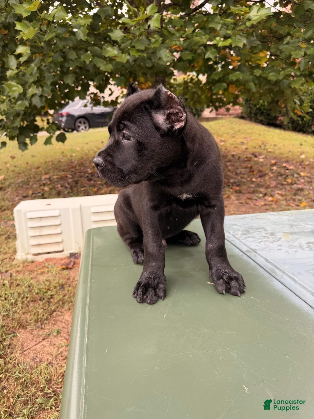 Cane Corso dogs for sale: Cane Corso 2 - Ad 1
