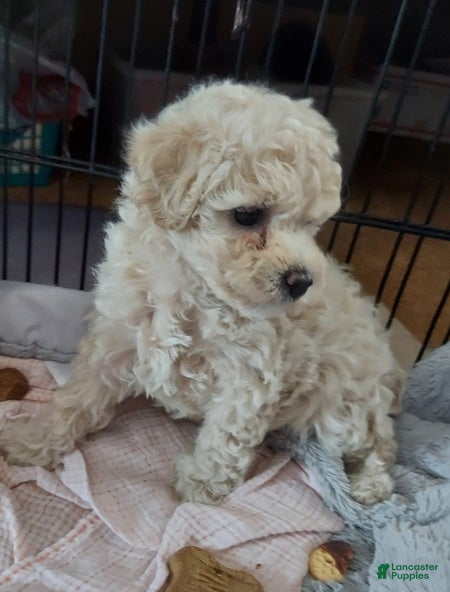 Cockapoo dogs Cockapoo Puppy 1 - Ad 2