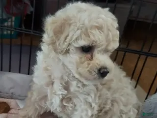 Cockapoo dogs Cockapoo Puppy 1 - Ad 2