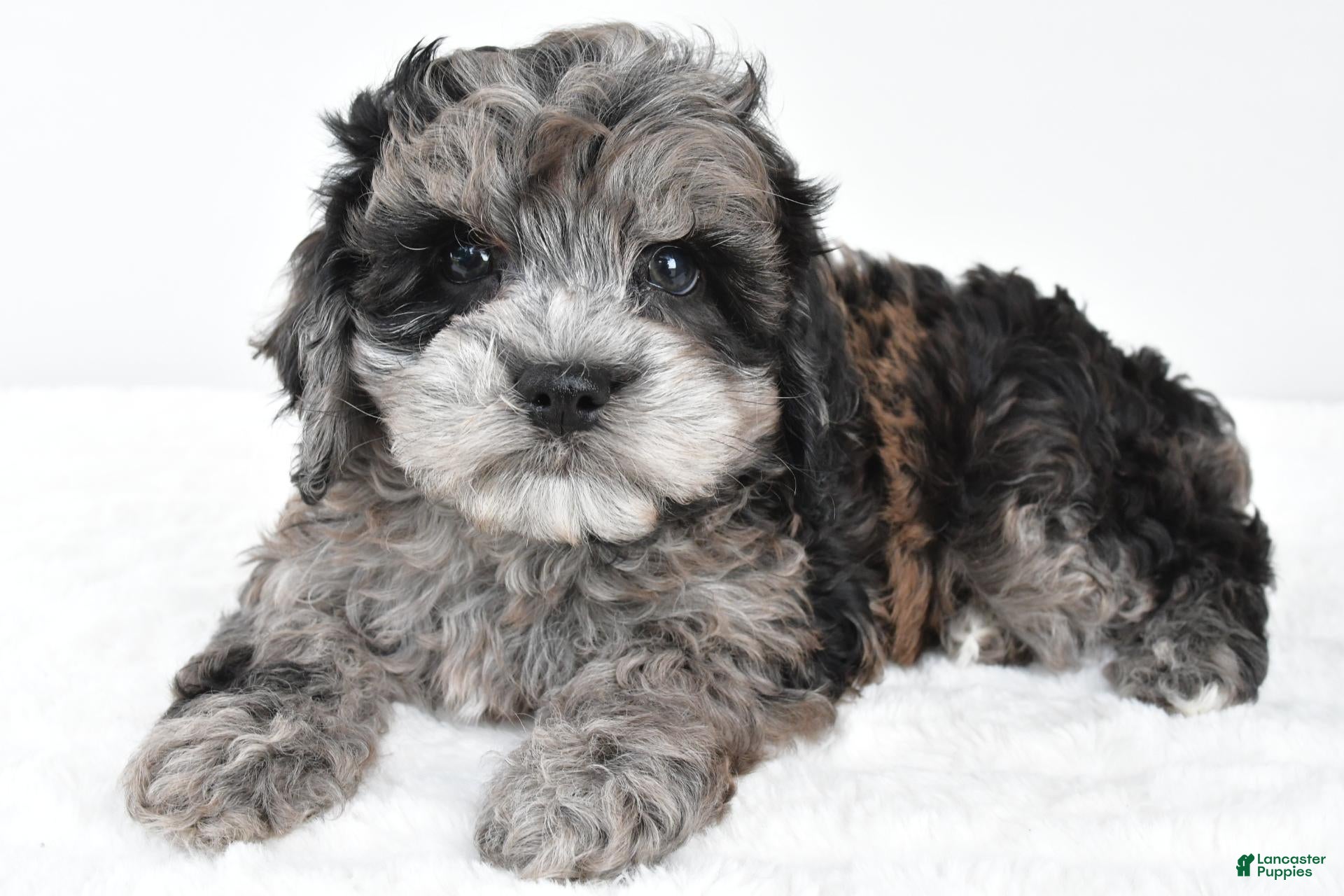 Cockapoo dogs for sale: Marshall - Ad 1