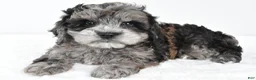Cockapoo dogs for sale: Marshall - Ad 1