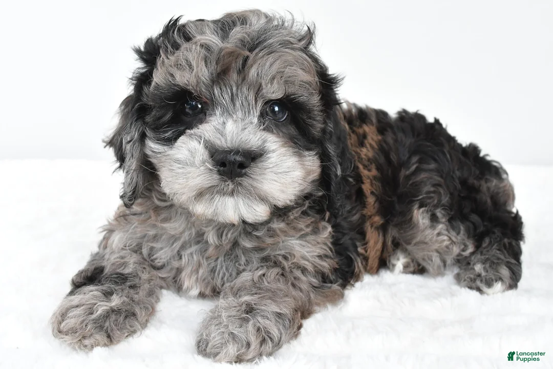 Cockapoo dogs for sale: Marshall - Ad 1