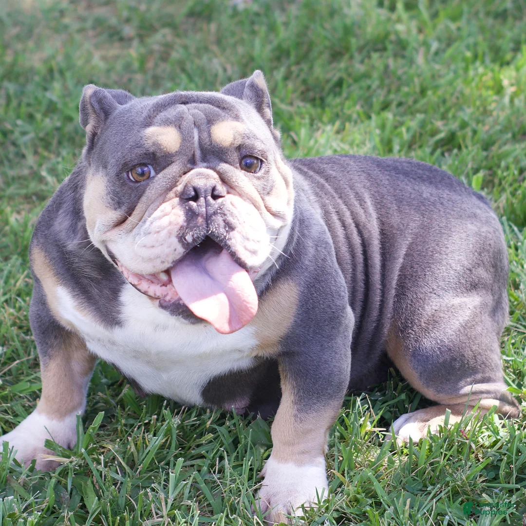English Bulldog dogs for sale: Rosie - Ad 6