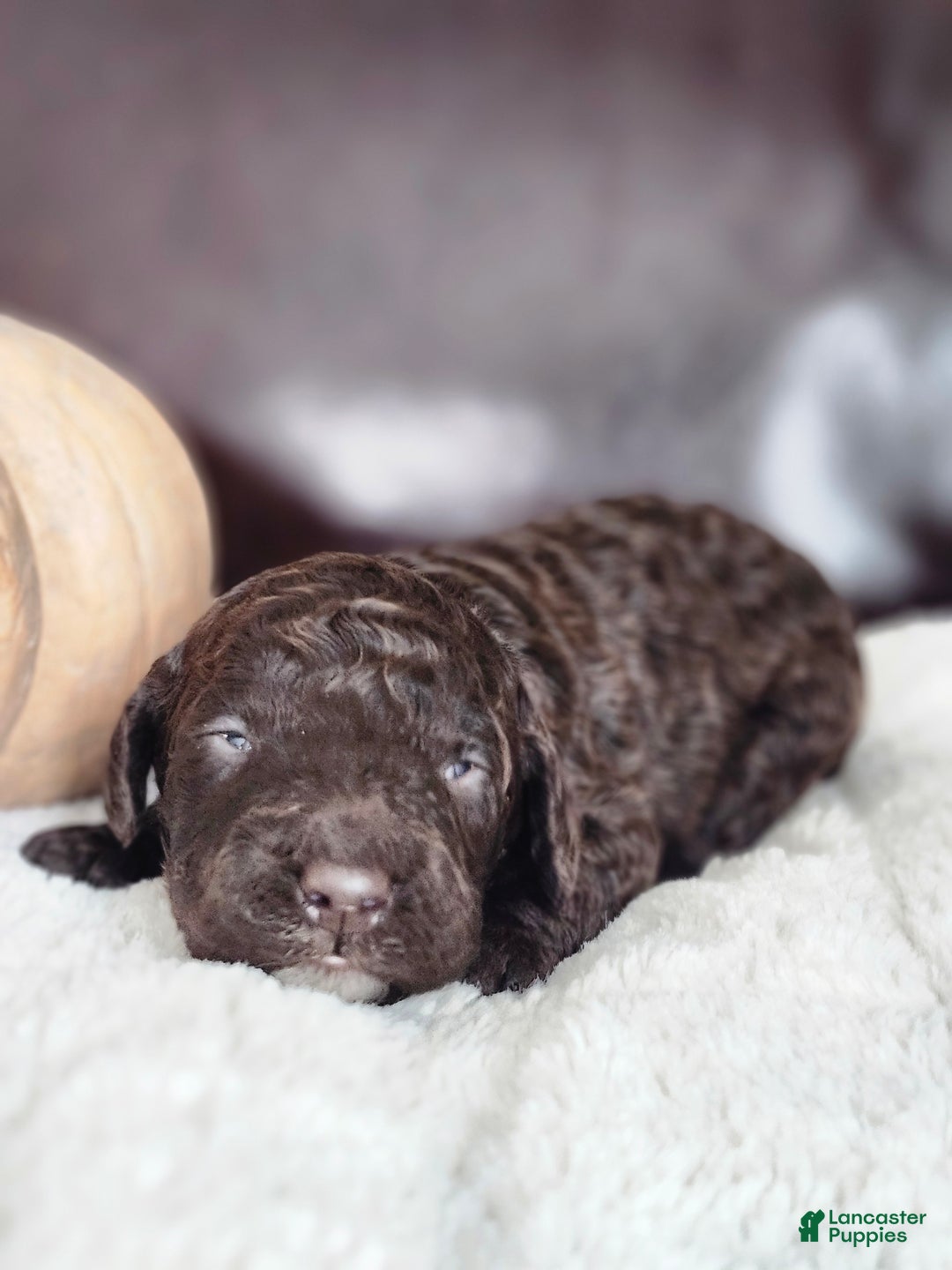 Labradoodle dogs for sale: Ginger - Ad 17