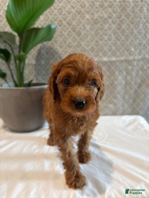 Irish Doodle dogs Cherry - Ad 22