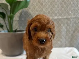 Irish Doodle dogs Cherry - Ad 22