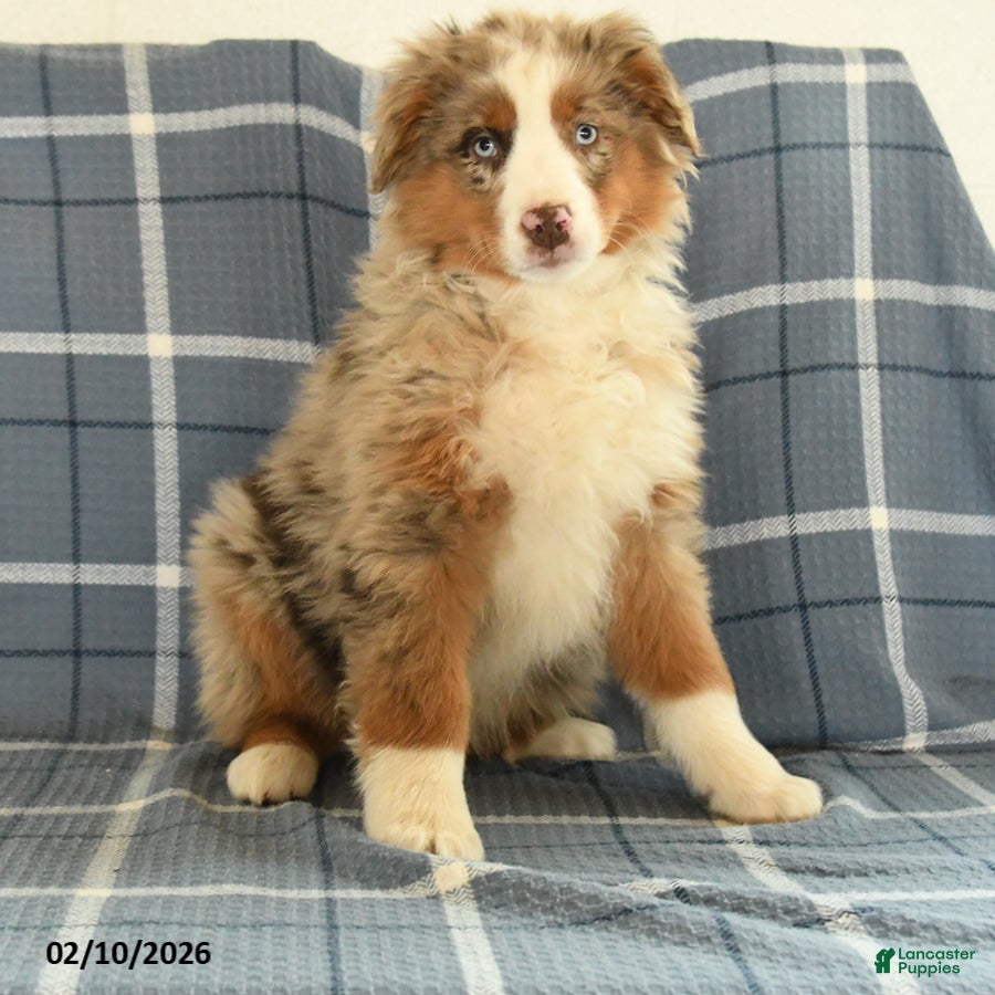 Australian Shepherd dogs Kiwi - Ad 2