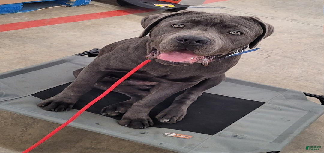 Gallery Image {{count}}