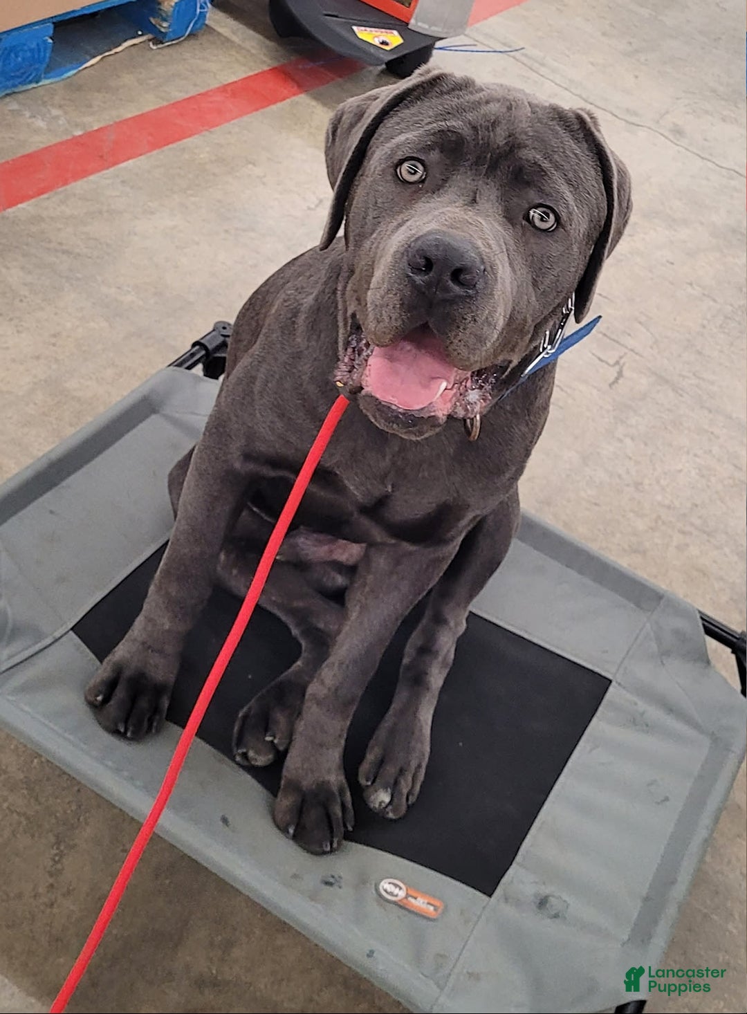 Gallery Image {{count}}