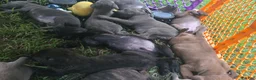 Cane Corso dogs for sale: Cane Corso 9 - Ad 6