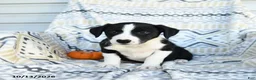 Border Collie dogs for sale: Eve - Ad 3
