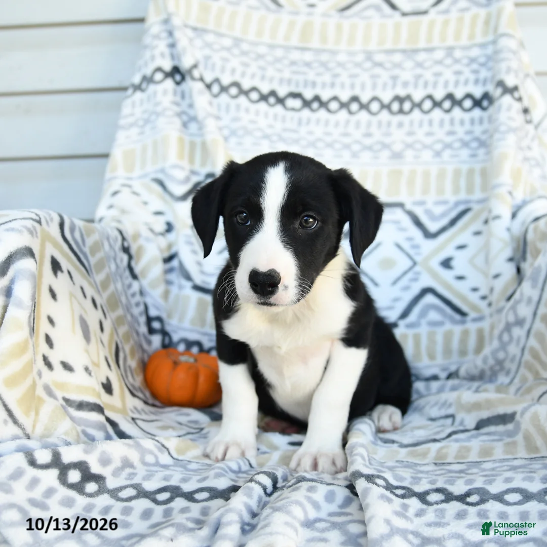Border Collie dogs for sale: Eve - Ad 3