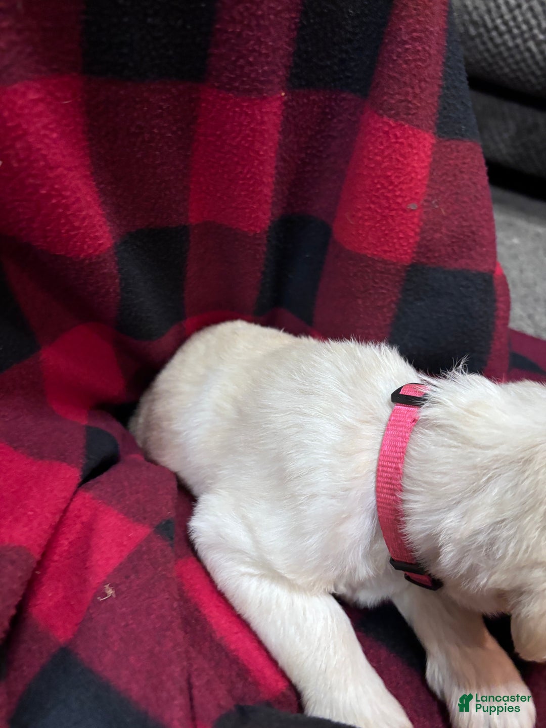 Labradoodle dogs for sale: Labradoodle Puppy 8 - Ad 6