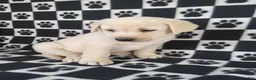 Labrador Retriever dogs for sale: Casper - Ad 4