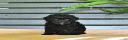 Miniature Poodle dogs for sale: Cassandra - Ad 8