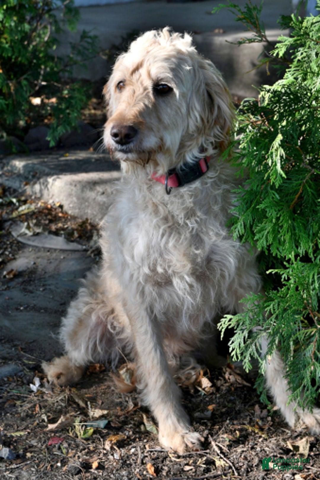 Goldendoodle dogs for sale: Barney - Ad 6