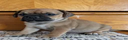 Puggle dogs for sale: Kati - Ad 19